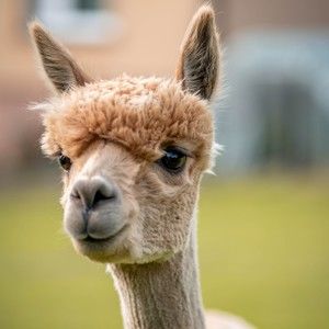 Meet your Posher, Eliott